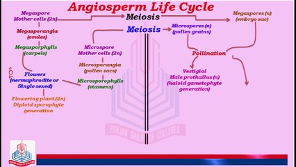 Understanding the Angiosperm Life Cycle 🌸: Reproduction in Flowering Plants