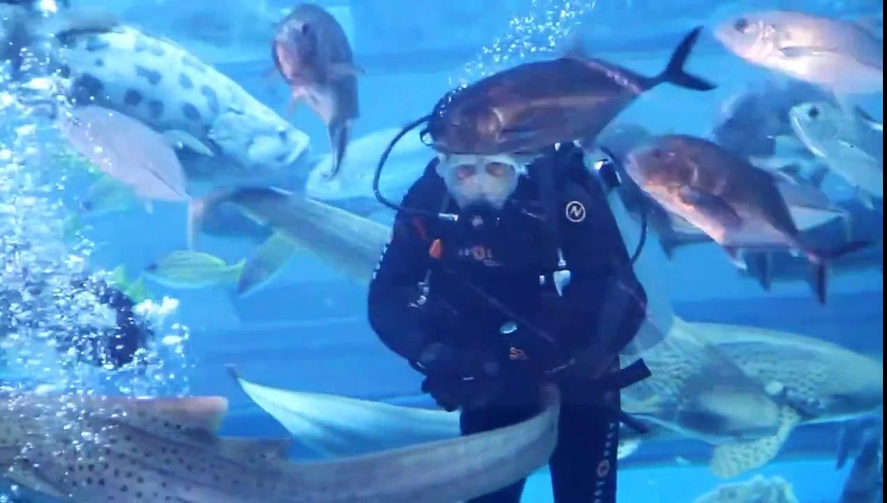 Feeding The Fishes At Dubai Mall Aquarium