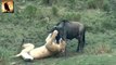 Lion vs wildebeest - Lion Attack wildebeest