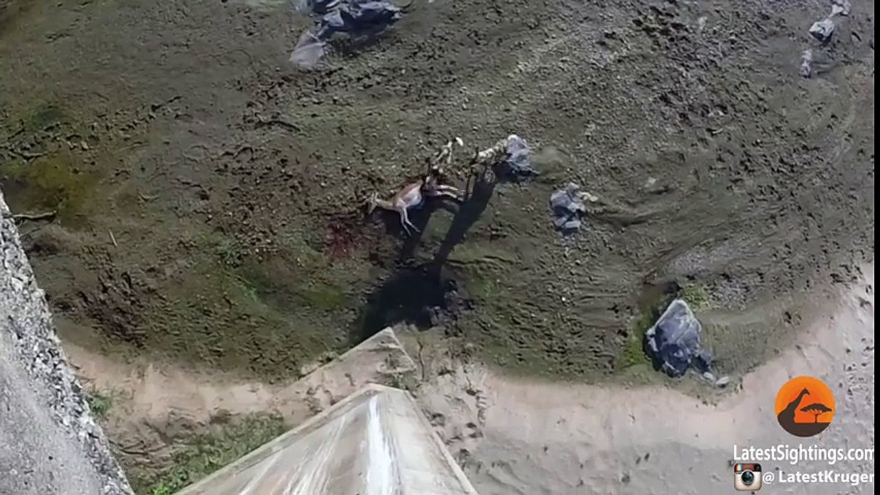 Nile Crocodile Steals Wild Dog's Kill - Latest Wildlife Sightings