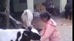 OMG ! What This Girl Doing With Cow ?-Top Funny Videos-Top Prank Videos-Top Vines Videos-Viral Video-Funny Fails