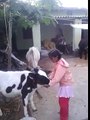 OMG ! What This Girl Doing With Cow ?-Top Funny Videos-Top Prank Videos-Top Vines Videos-Viral Video-Funny Fails