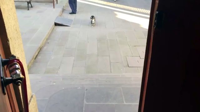 Un imam ouvre sa mosquée pour abriter des chats errants