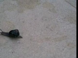 RUN AWAY LITTLE SNAIL RUN FOR YOU LIFE