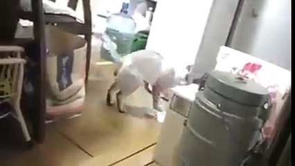 Temizlik yaparken söylenen kedi
