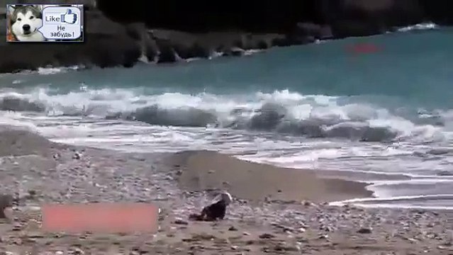Ребенок пополз к морю Что сделала Собака, смотреть супер !