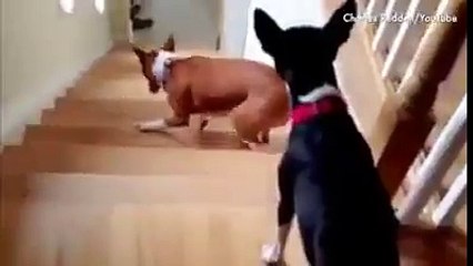 Dogs who cannot figure out the stairs