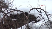 Giresun - Kar Yağışı Fındık Bahçelerine Zarar Verdi