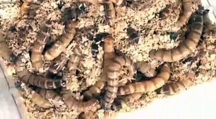 مايغركمش جمالها اتحداكم تقدرو تكملوا الفديو للاخر خصوصا البنات