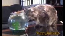 funny clips-funniest videos-best funny-funny site-short clips-comedy clips A Funny Cat Videos Compilation 2016