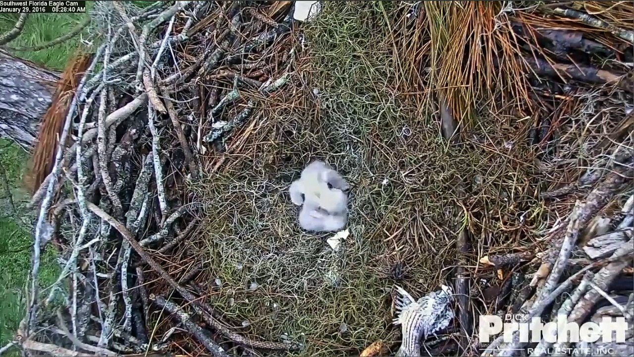 SWFLEagles~ Battle Of The Baby Beaks, H Delivers Fish, Feeding ~ 1-29-16