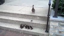 Cute ducks and chicks