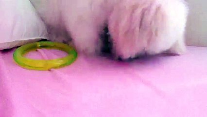 Zoe the Bichon Frise