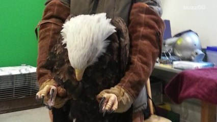 Bald eagle brought back from the brink of death by rescuers