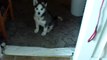 Husky Puppy Talking saying  I love you