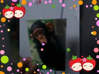 Cute, cool and funny animals ❤