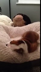 English Bulldog puppy loves his new bed