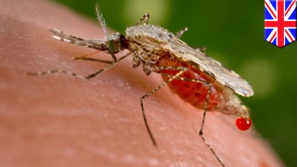How self-destructing mosquitoes may be used to stop the Zika virus