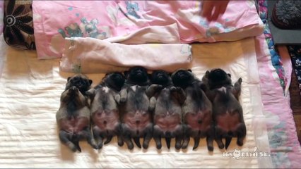 Line of sleeping puppies (pugs)