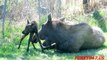 Mommy Moose Gives Birth to Twins!