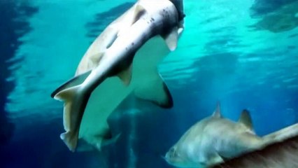 Shark Eats Shark