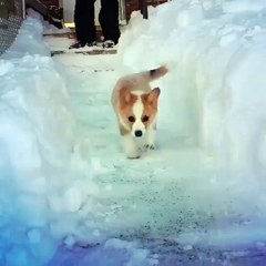 A Corgi puppy goes crazy about snow!