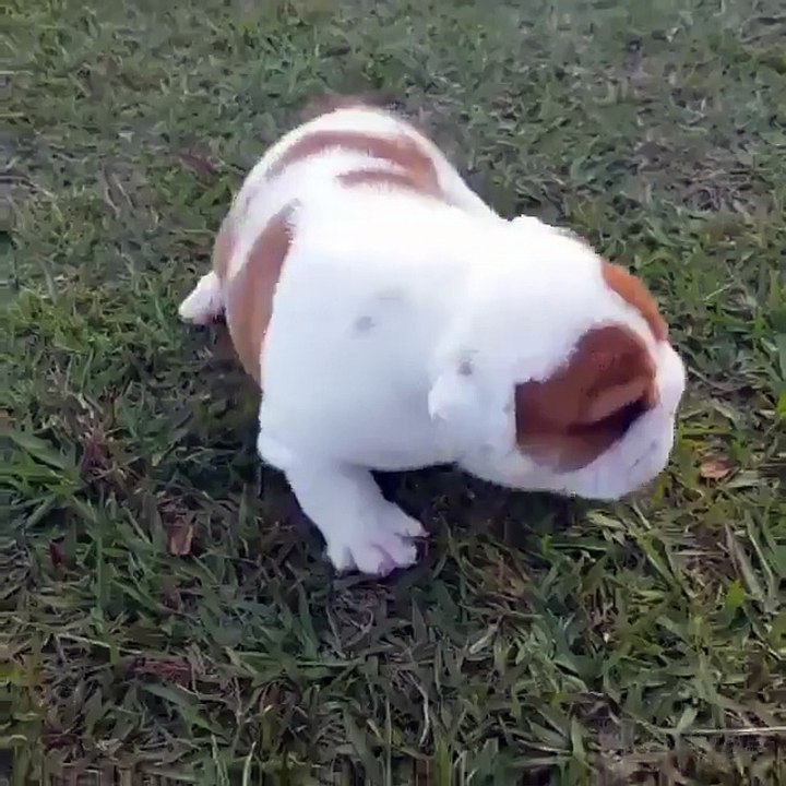 There is nothing cuter than a baby Bulldog!