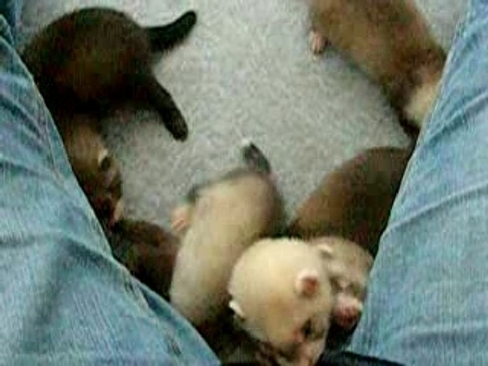 bébés Luna 5 semaines et demi, L'attaque du jean...
