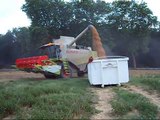 Moisson des blés avec Lexion 560 Montana