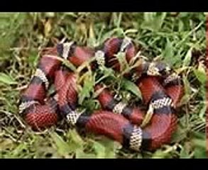 Porfirio Cadena La Consigna Serie # 14