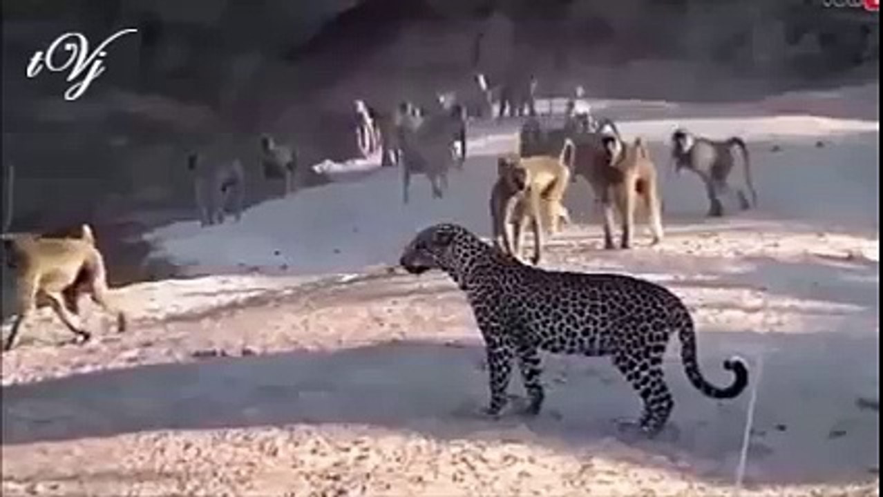 Leopard vs Monkey