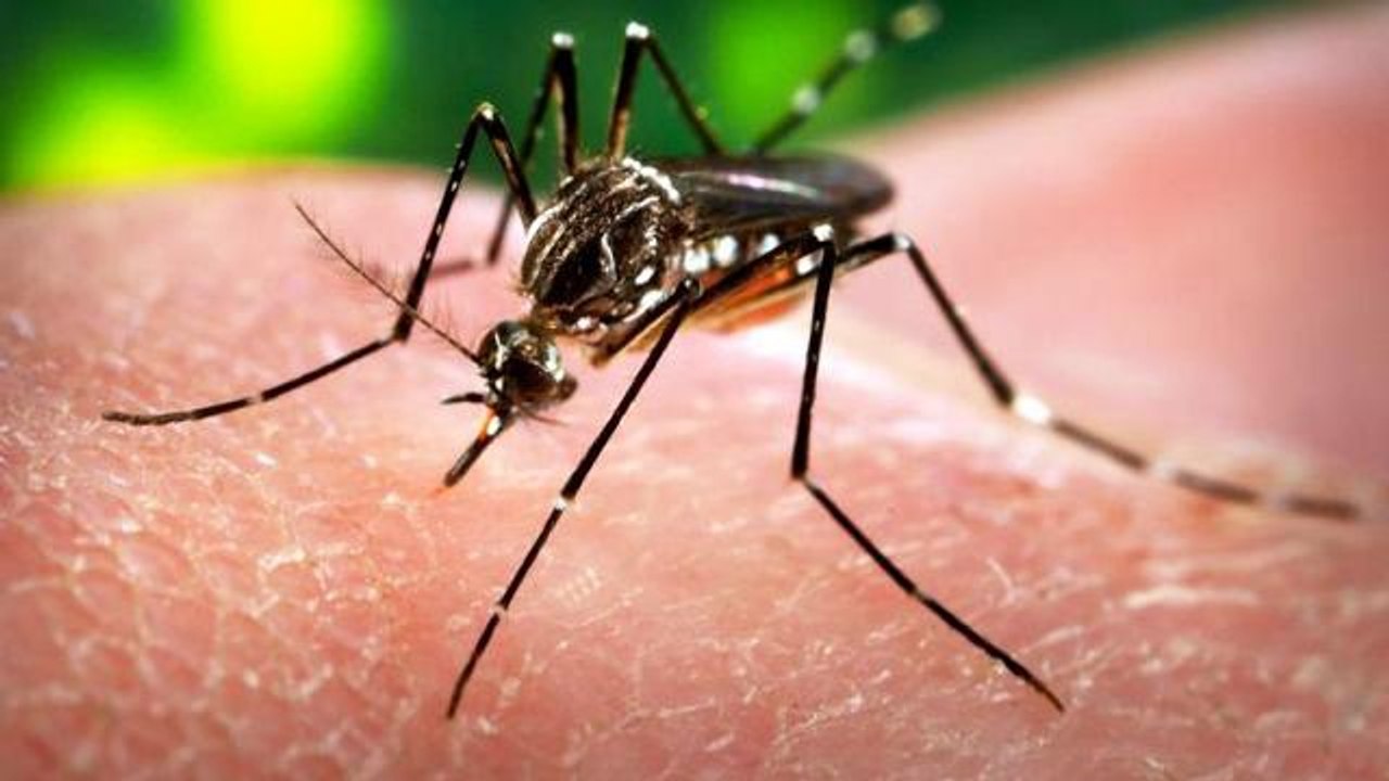What You Need To Know About The Zika Virus