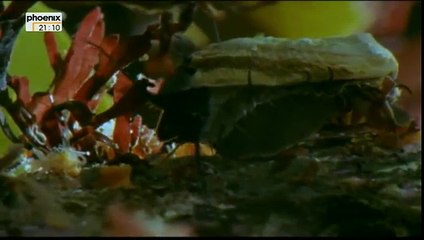 BigSur Kaliforniens wilde Küste Doku über Kaliforniern Teil 2