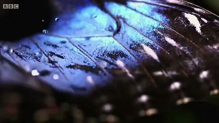 Hydrophobic Coating Technology Inspired by Butterfly Wings