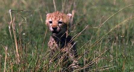 African Cats  Fiercest Hunters - Clip
