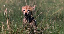 African Cats  Fiercest Hunters - Clip
