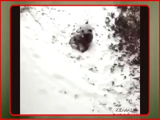 Zor Geliyor Panda  Şiddetli Komedi İçerir
