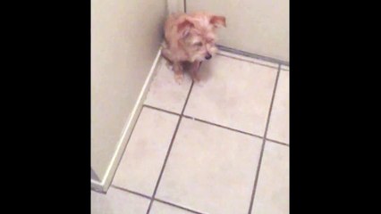 Dog Wont Let Owner Leave the House