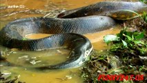Attenborough - Anaconda gives birth underwater - BBC wildlife