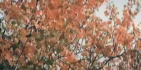 BIM CEL ALB - URECHE NEAGRĂ  - URSS  1977 -  RO. SUB. - Partea 1