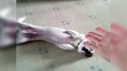 This Dog Deserved An Oscar