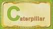 Multipedia of Animals. Letter C - Caterpillar