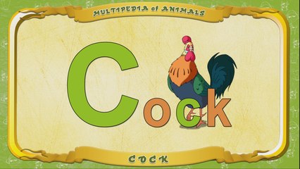 Multipedia of Animals. Letter C - Cock