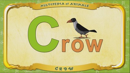 Multipedia of Animals. Letter C - Crow