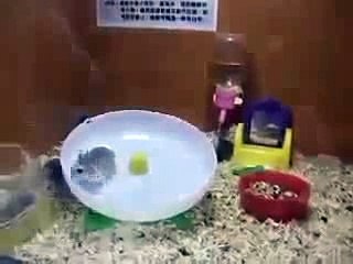 Imposible no reirse - 2 Hamsters y una rueda
