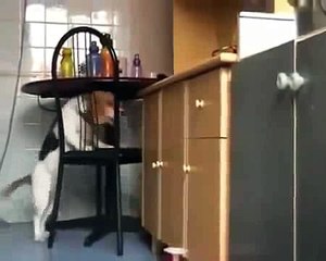 Perro astuto usa silla para robar comida