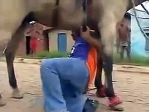 Bebado mata de rir não consegue montar no cavalo