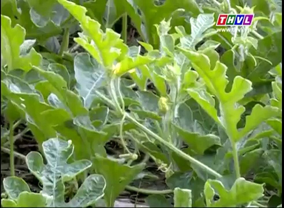 Hiệu quả trồng dưa hấu mùa mưa
