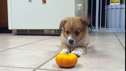 Amazing  Puppy Can't Deal With Mini Pumpkin