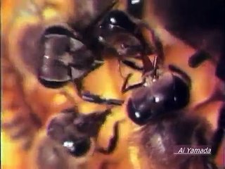 たけしの万物創世記 蜂 「ハチからの贈り物」